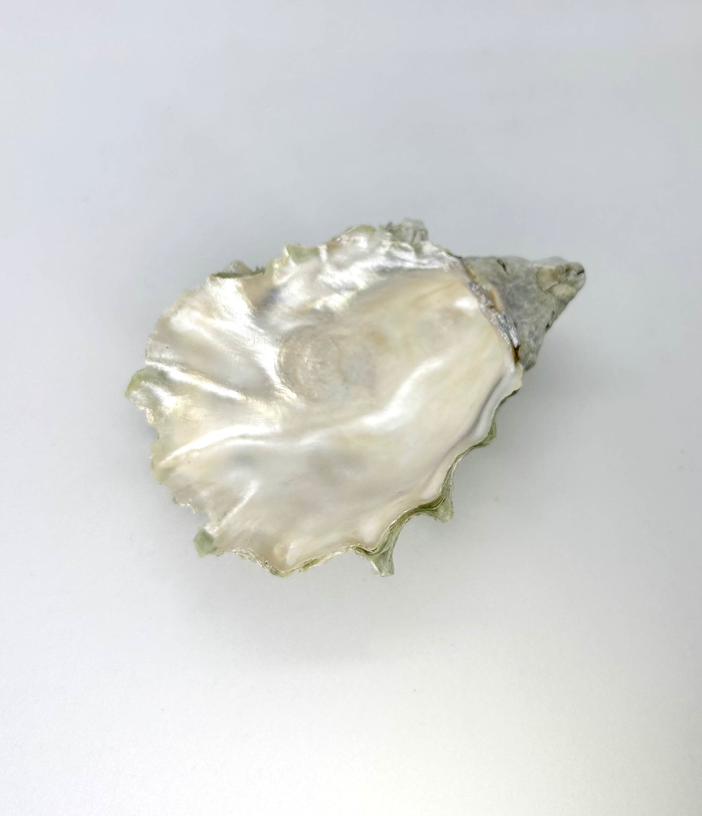 Oyster Jewelry Tray