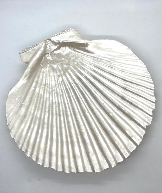 Scallop Jewelry Tray