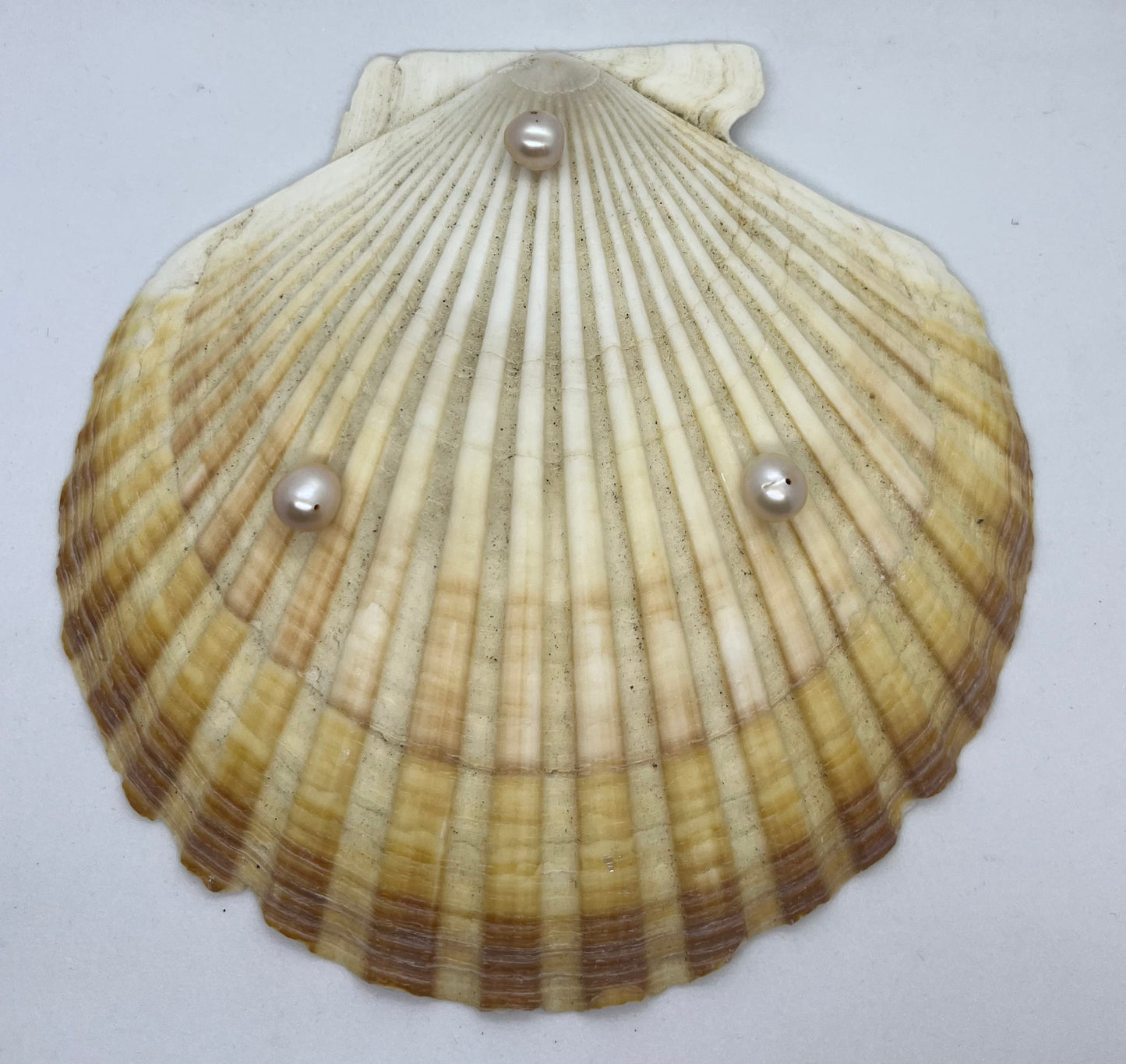 Scallop Jewelry Tray