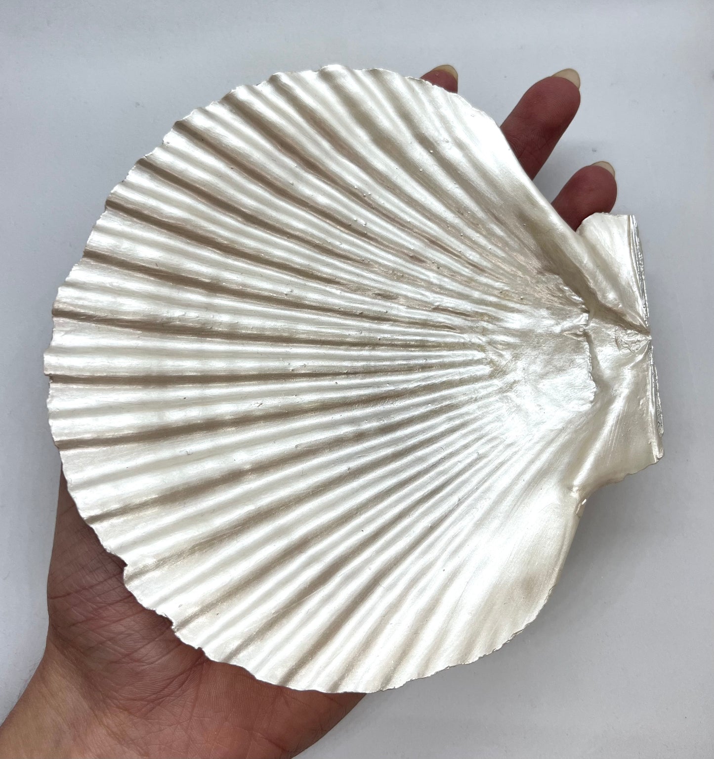 Scallop Jewelry Tray